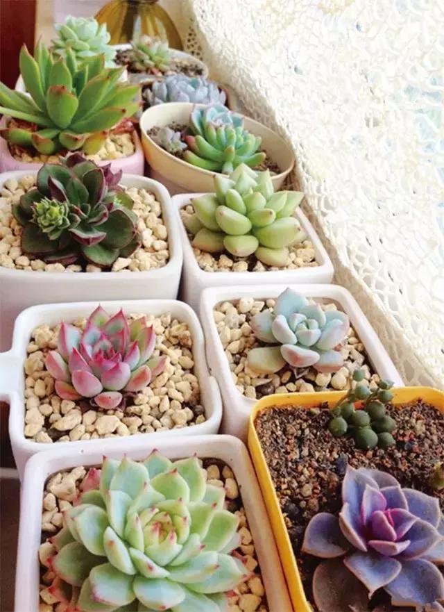 春·绿丨会长大的幸福多肉达人向我看齐!