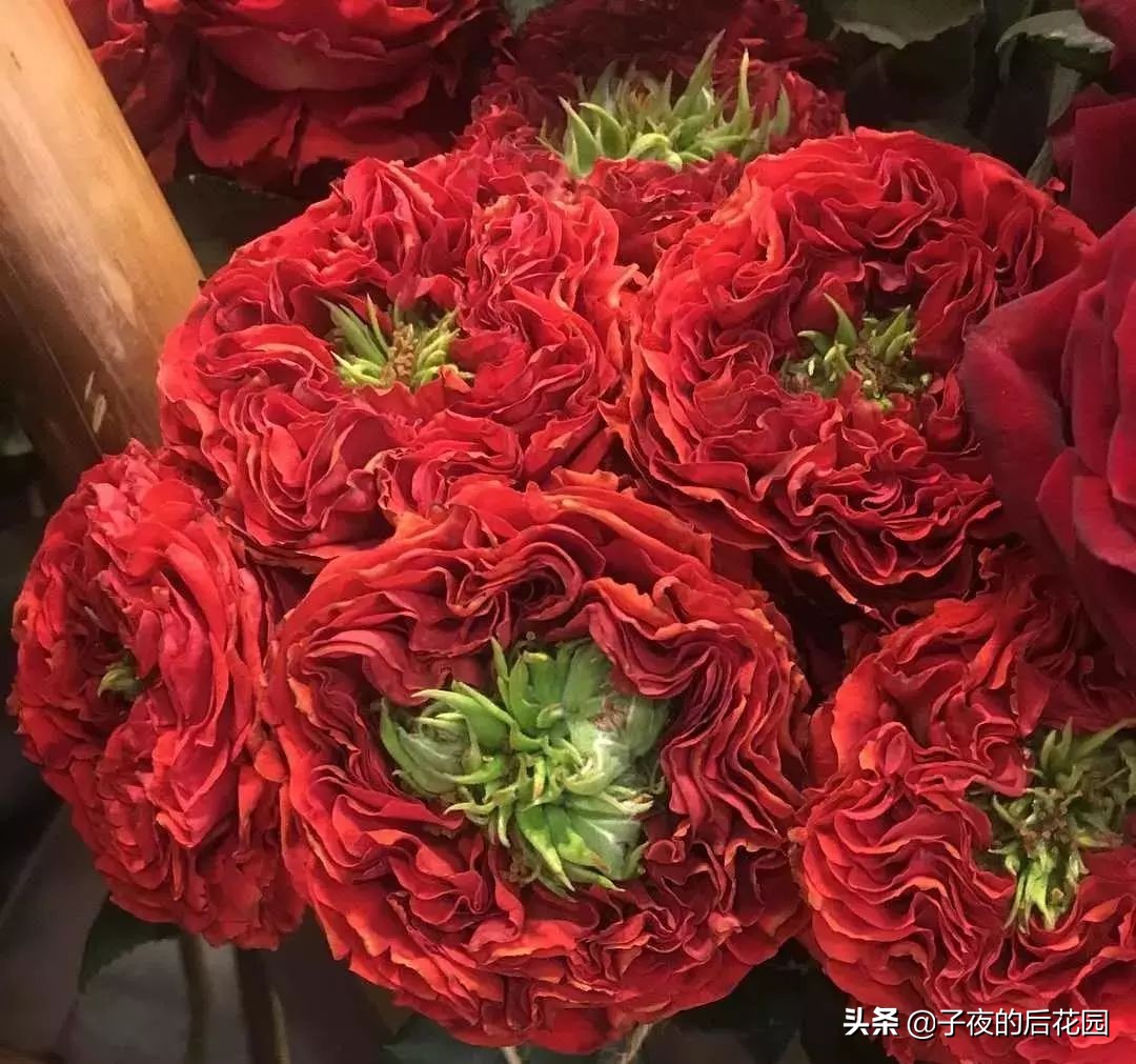 最好的进口玫瑰,进口玫瑰品种