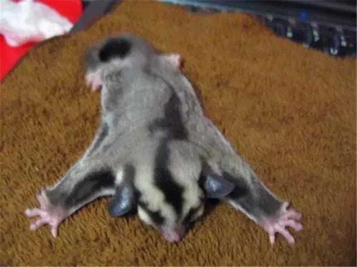 蜜袋鼯外出网兜小包夏季,蜜袋鼯捕鸟