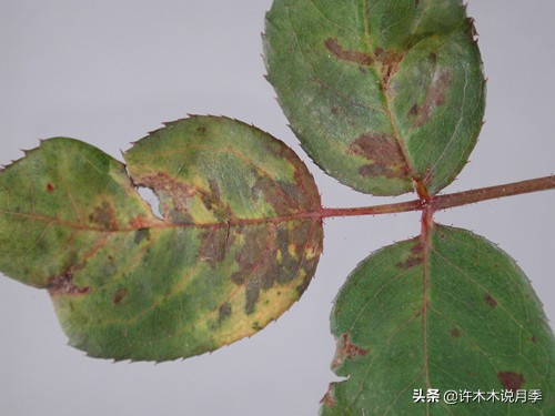 月季叶子枯萎怎么修剪,月季灰霉