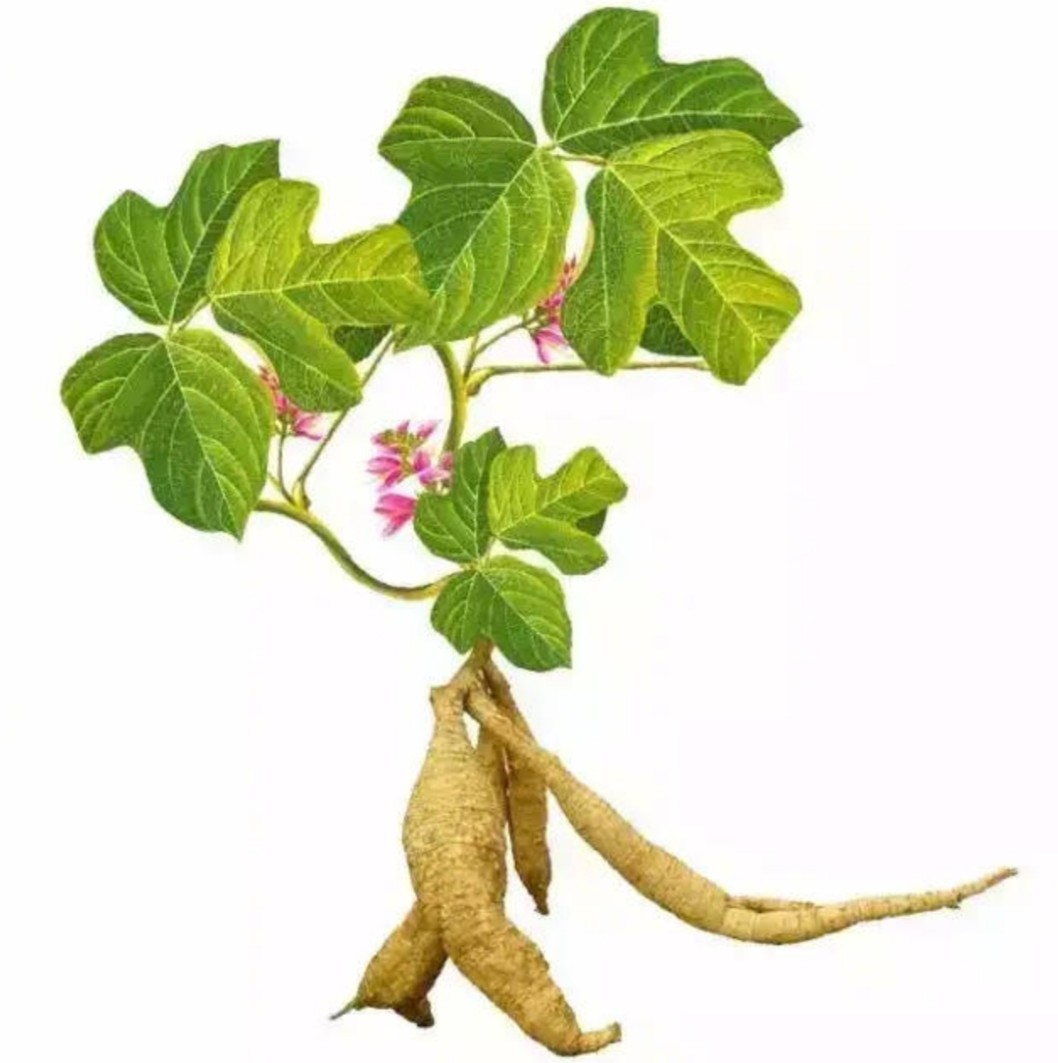 葛根素的来源,提取葛根中的葛根素的原理