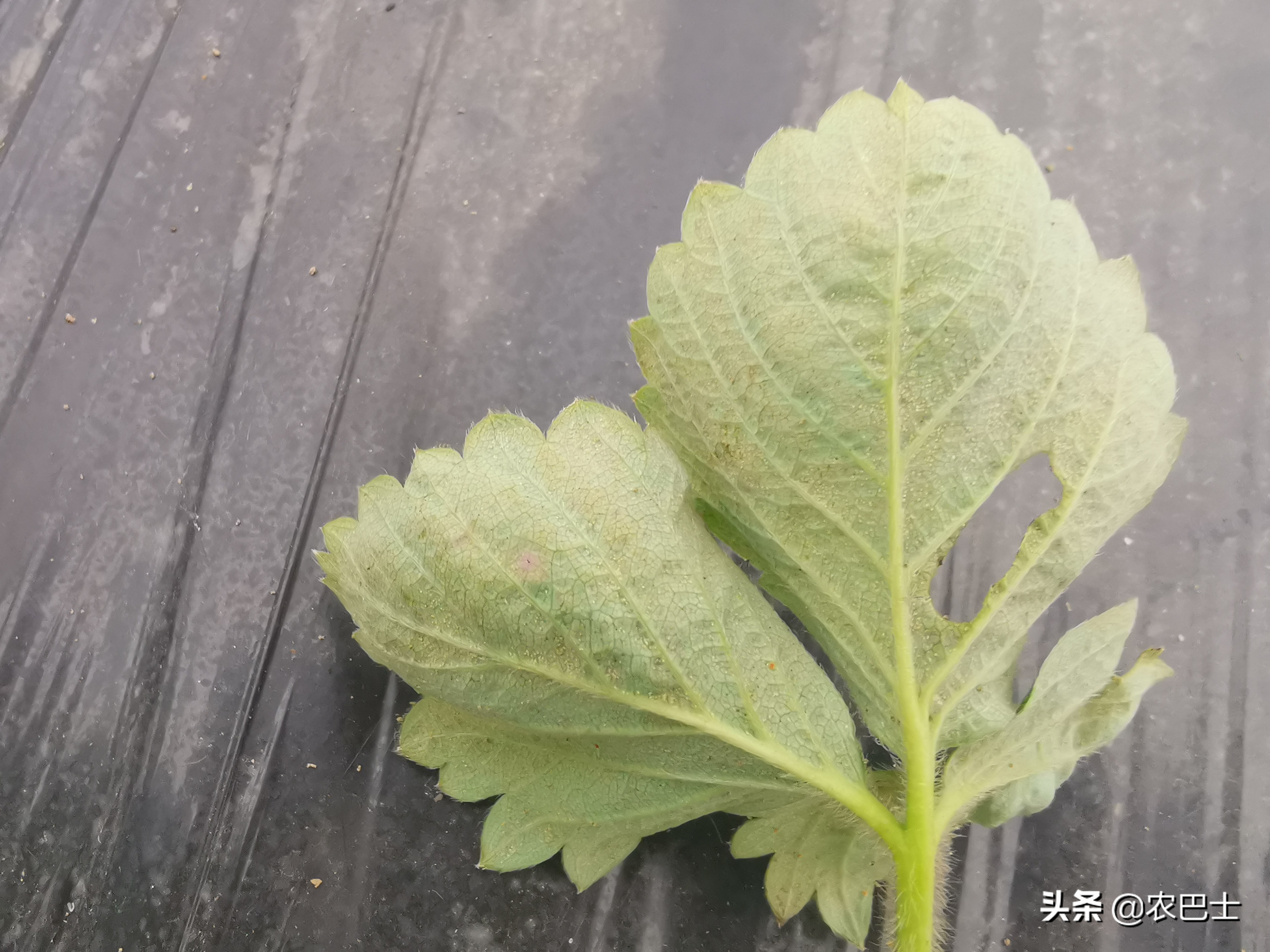 螨害红蜘蛛,二斑叶螨对草莓有什么危害