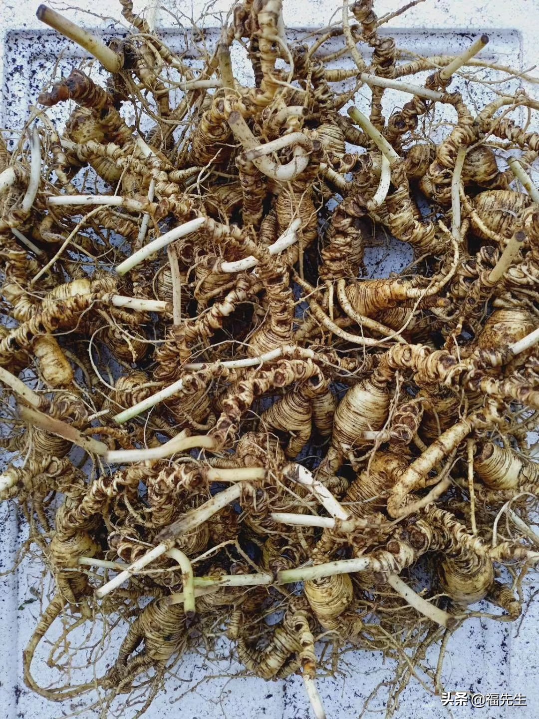 人参辨识,人参鉴赏