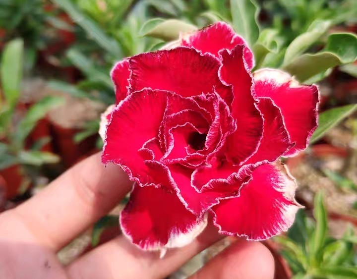 84个沙漠玫瑰品种，收起来慢慢看，待到来年春天选几种喜欢的养