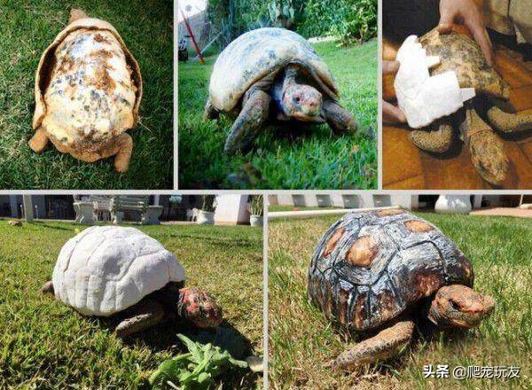 龟甲剥落,龟甲掉了还能生长吗