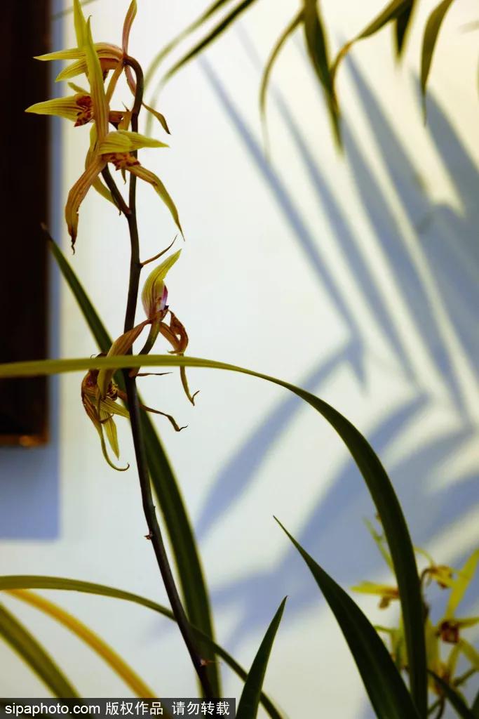 在这个距离*安门天**最近的公园，邂逅世界四大兰花展之一！过年看花就来这！