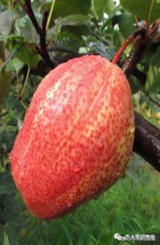 种植新品种果树苗一手货源,各种新品种果树苗木一手货源