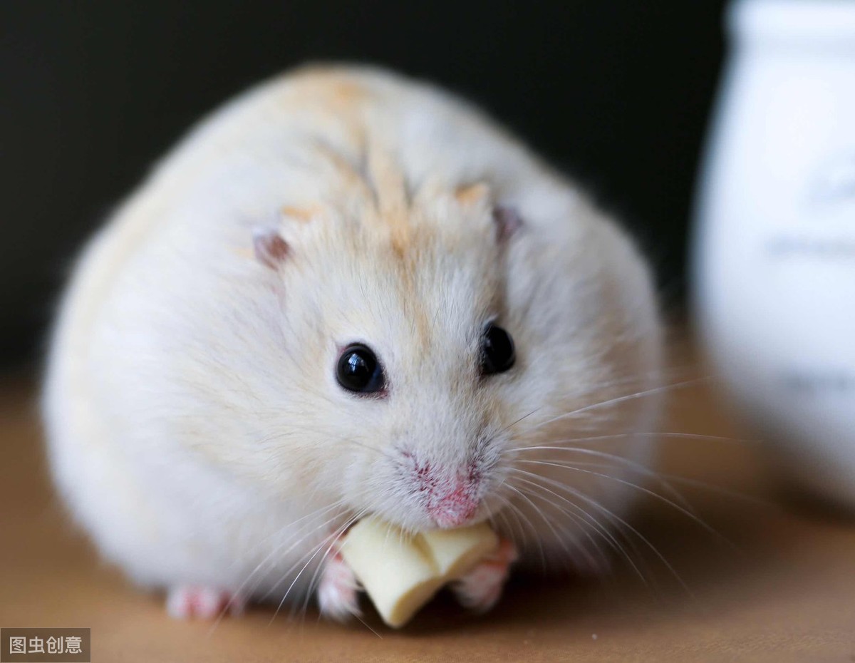 口袋宠物仓鼠的图片,仓鼠放口袋里上飞机