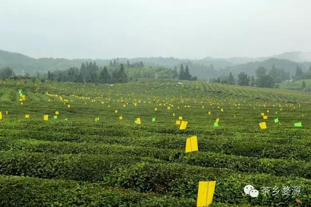 五一去婺源千古茶园,婺源茶文化旅游路线攻略