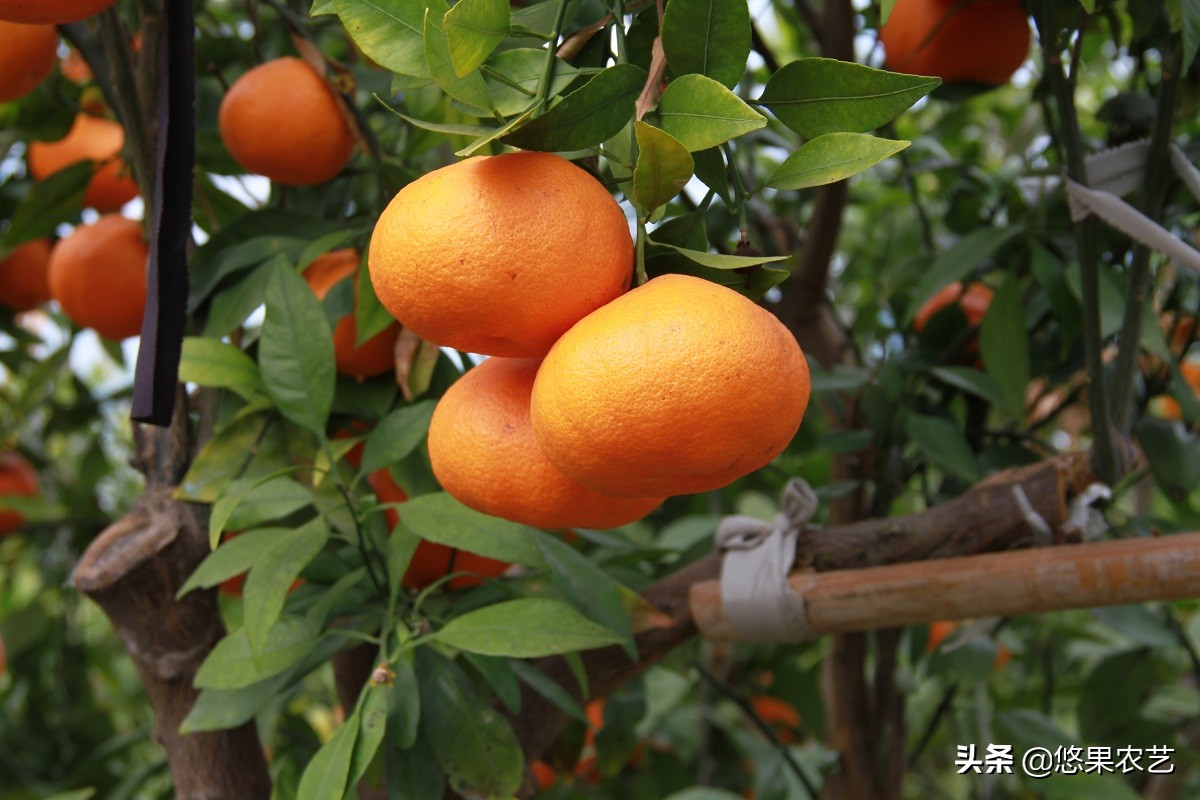 品质因数,品质测定的指标