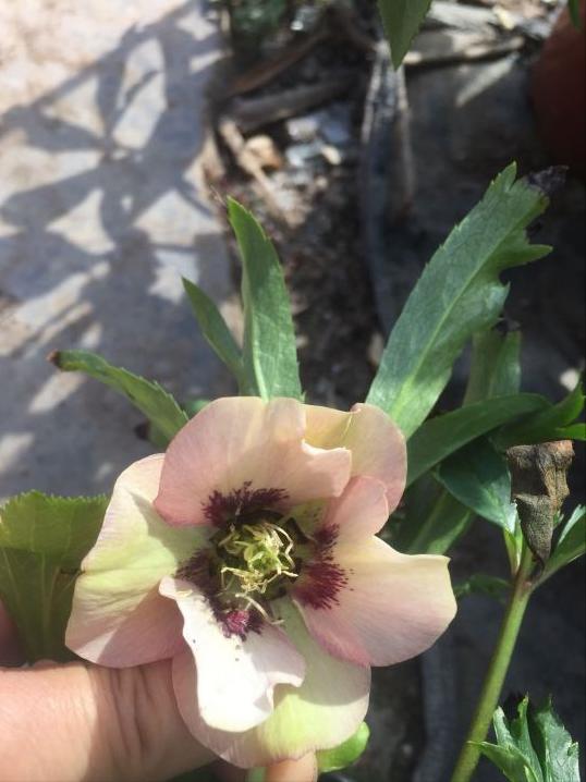 冬天零下冻不死的花,零下十度也冻不死的茉莉花