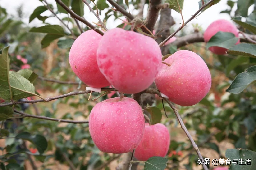 烟台红富士苹果推荐,山东烟台红富士苹果好物分享