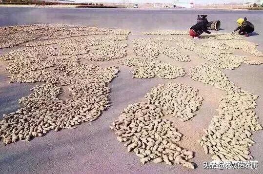 大姜病虫害防治技术要点,大姜催芽技术要点