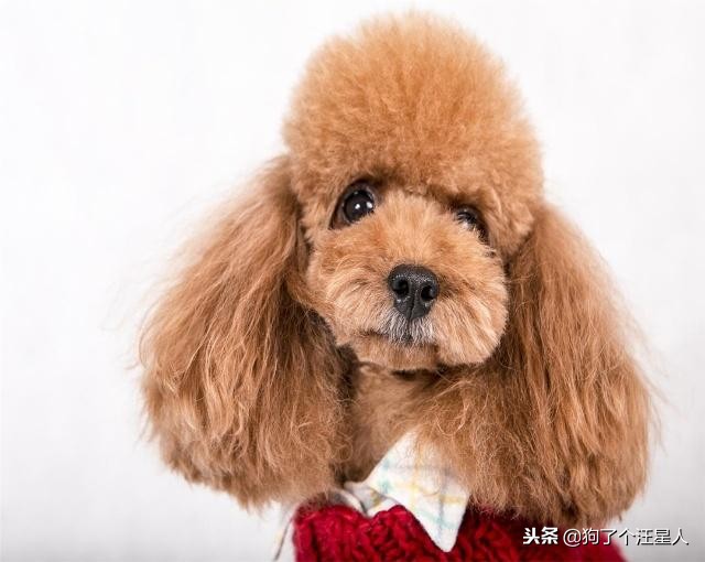 泰迪狗身上有白毛正常吗,泰迪狗长白毛怎么回事