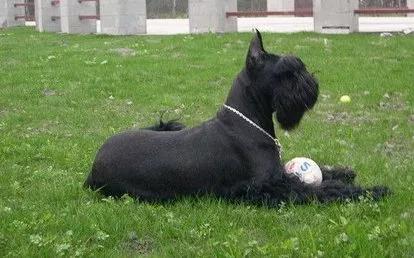 雪纳瑞串巨型雪纳瑞,每日一宠雪纳瑞图片