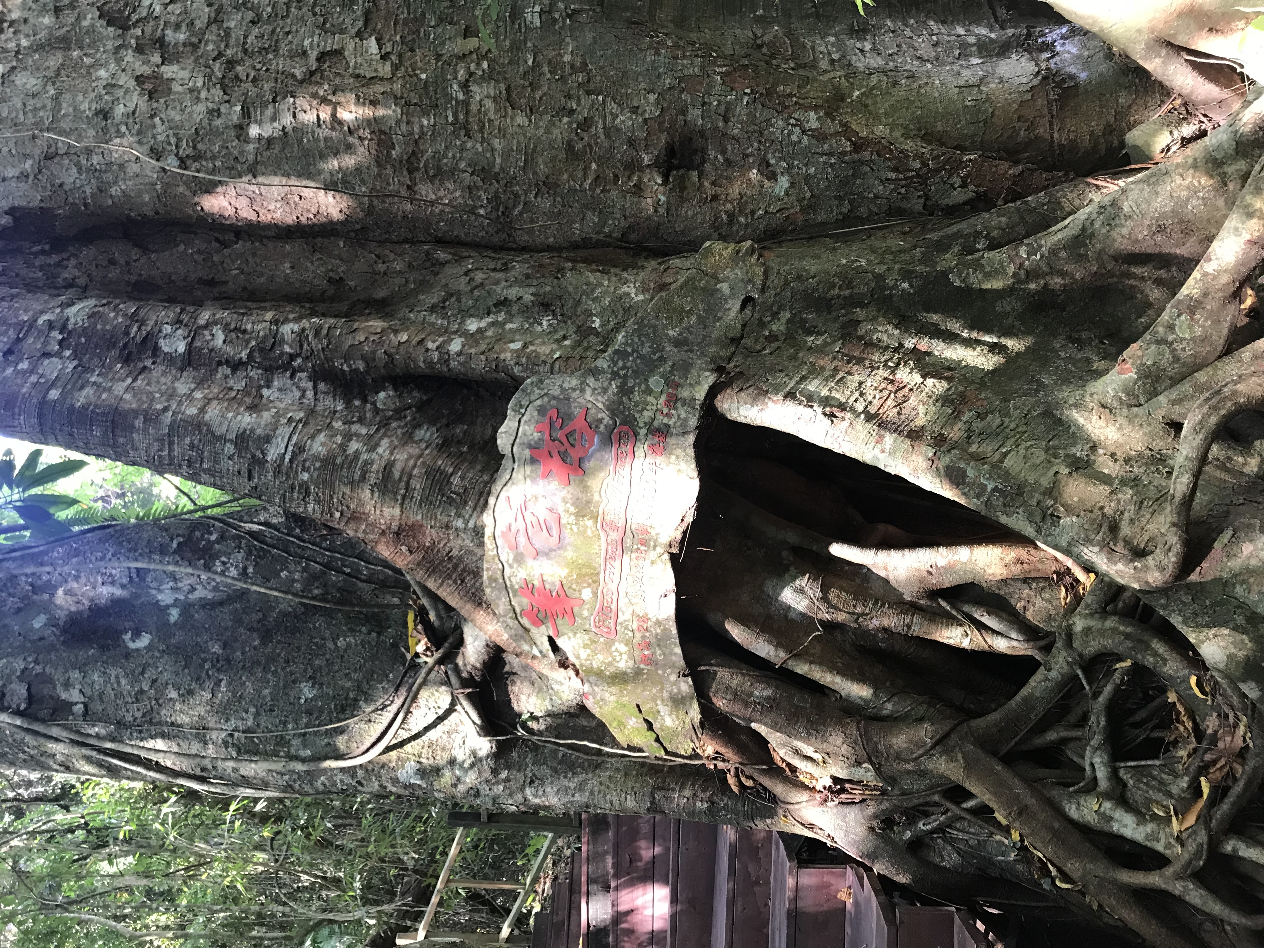 1500年的“母生”藏于此，这里集海南珍稀名木，神奇霸王岭