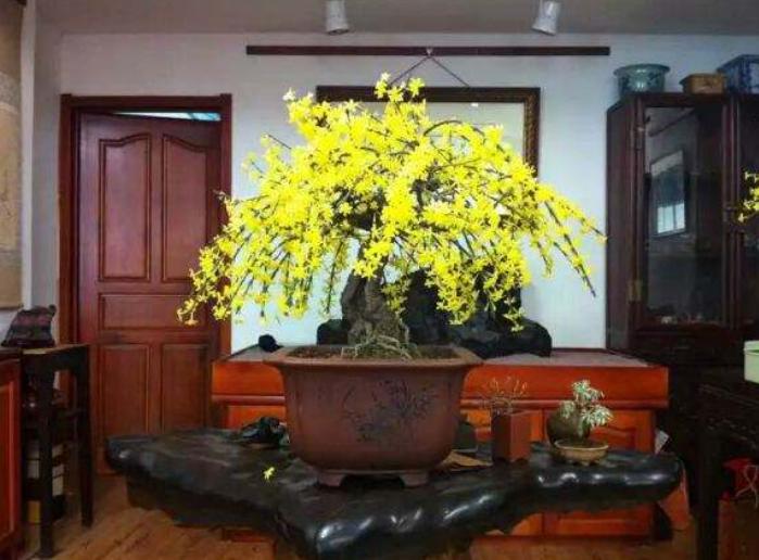 7种花很耐冻冬天也能开花,能消暑的5种花家里养一盆凉飕飕