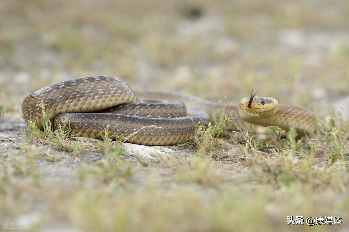 农村老房子周围有蛇怎么办？用什么方法可以驱蛇？