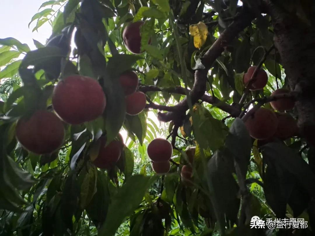 鲜桃送老人大禹公益联盟联合果乐坊看望禹州三个敬老院老人