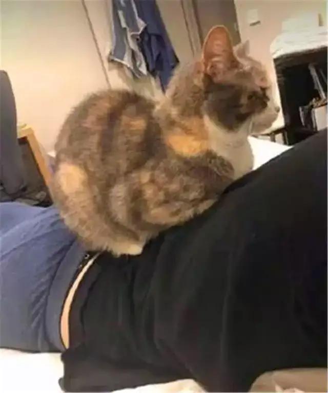 猫咪胆子小不接受新猫,猫咪胆子小不敢上猫爬架