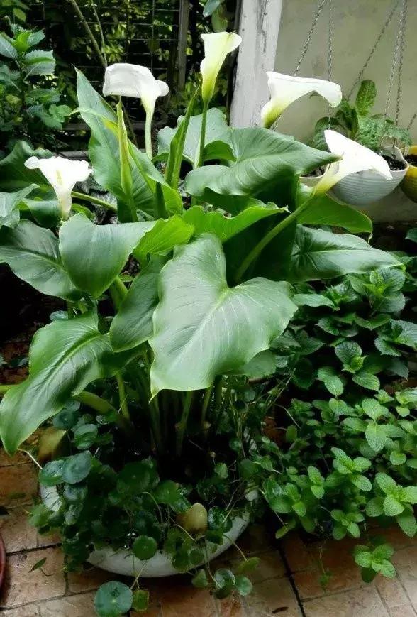 铜钱草与马蹄莲区别,马蹄金铜钱草怎么更旺盛