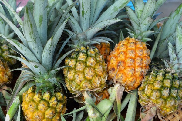 凤梨消食,凤梨好吃不上火生津止渴