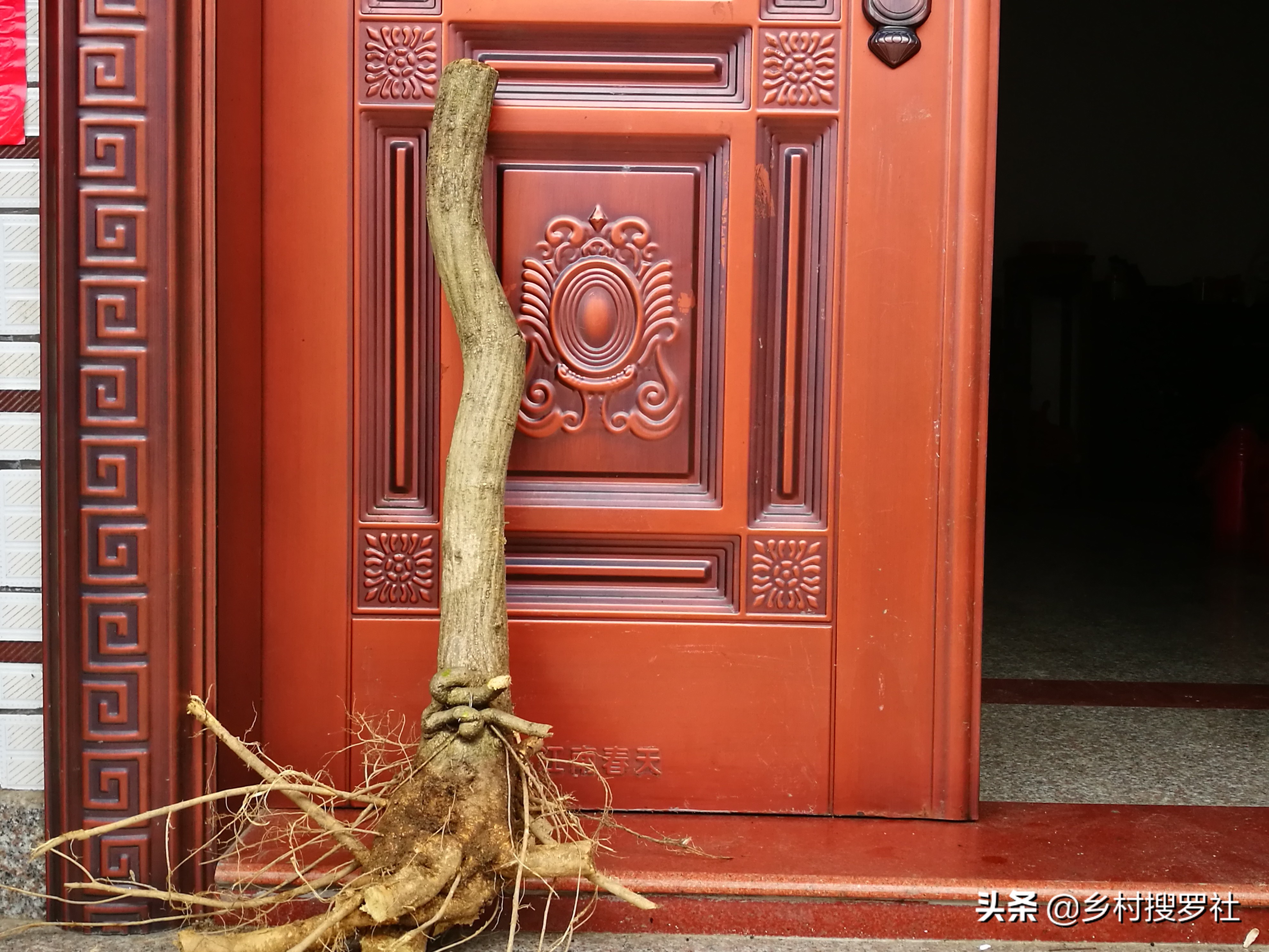 紫藤从幼苗开始经过几年才能开花,紫藤下山老桩的嫁接法