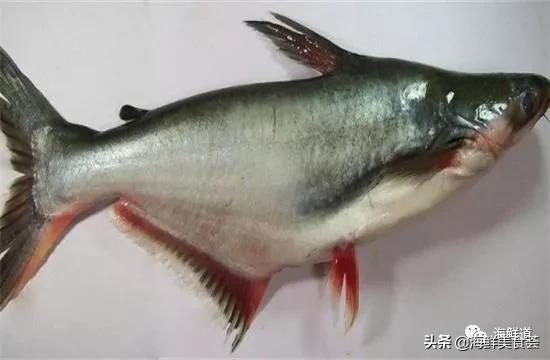 好吃不贵的海鲜种类有哪些,最好吃又最常见海鲜有几种