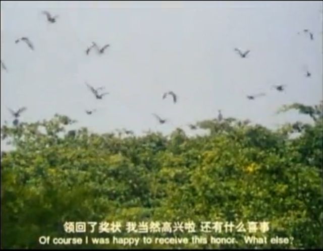 小鸟天堂真实现状,小鸟天堂后续怎样了