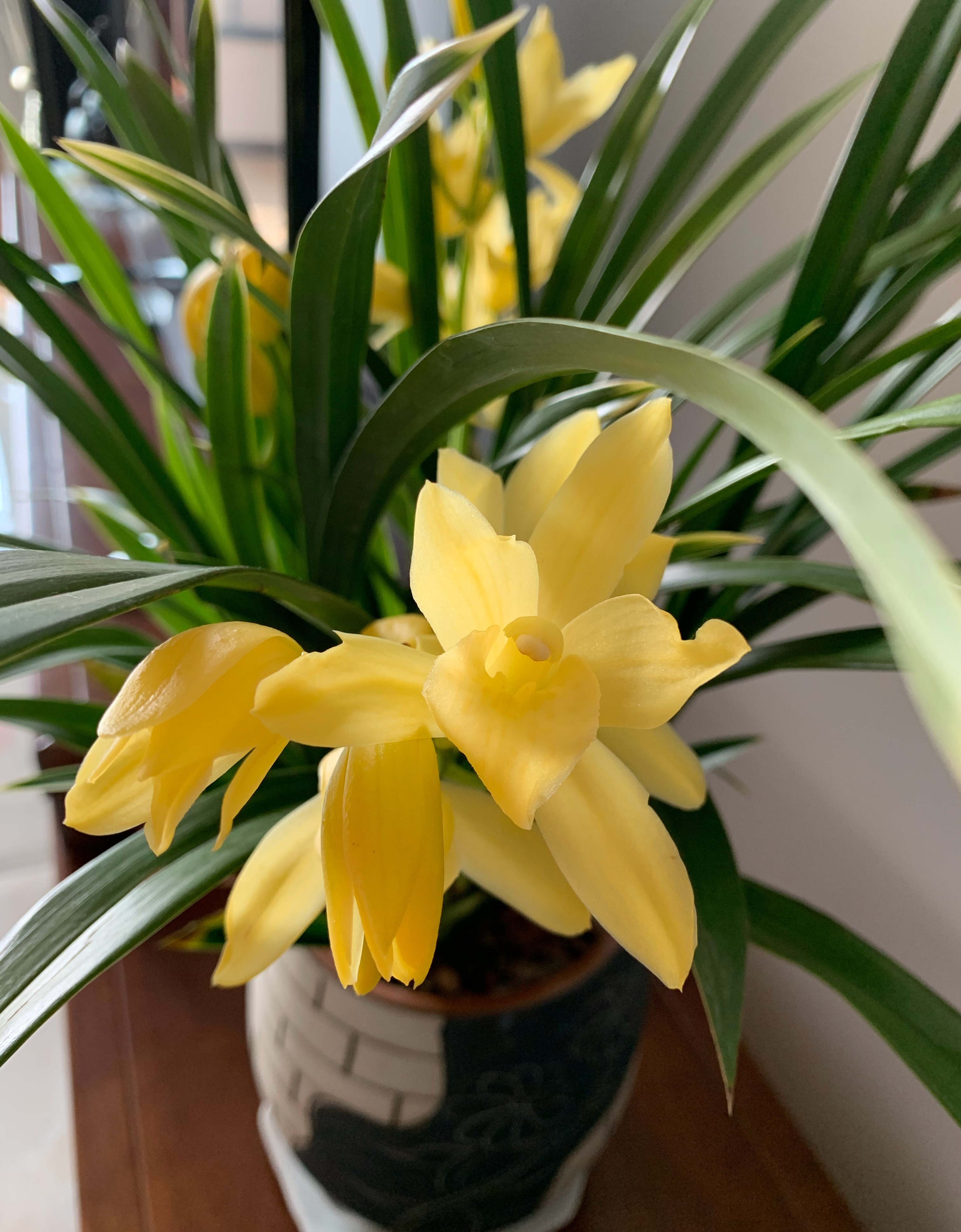 什么兰既好养开花又香,夏日养鲜花技巧