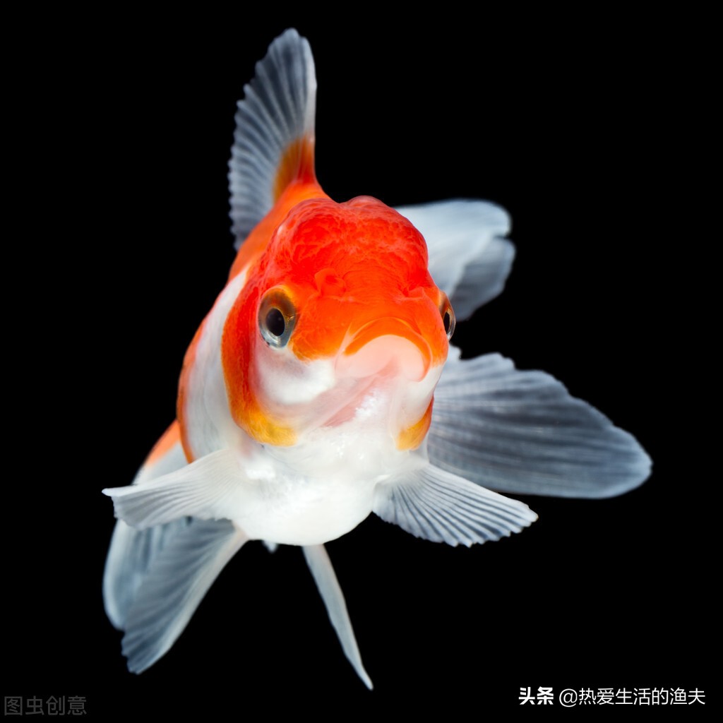 金鱼养不死的小妙招,金鱼太难养了老得白点病