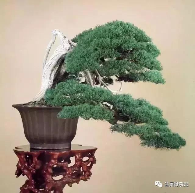 日本黄金光叶榉盆景 (日本风神盆景图片)