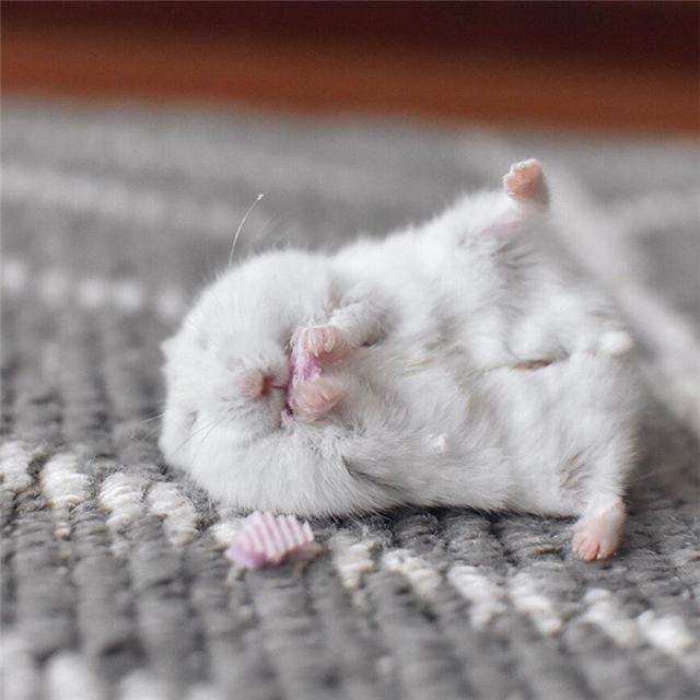 仓鼠躺手吃美食,虽然看着很可爱,但饲主内心很复杂