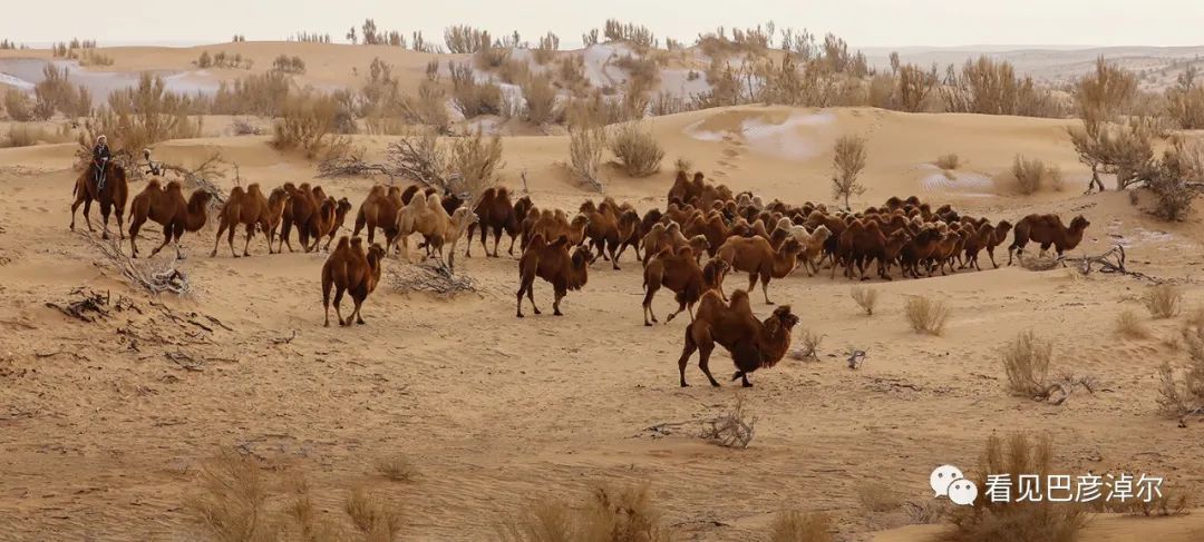 戈壁红驼，乌拉特草原上的珍珠