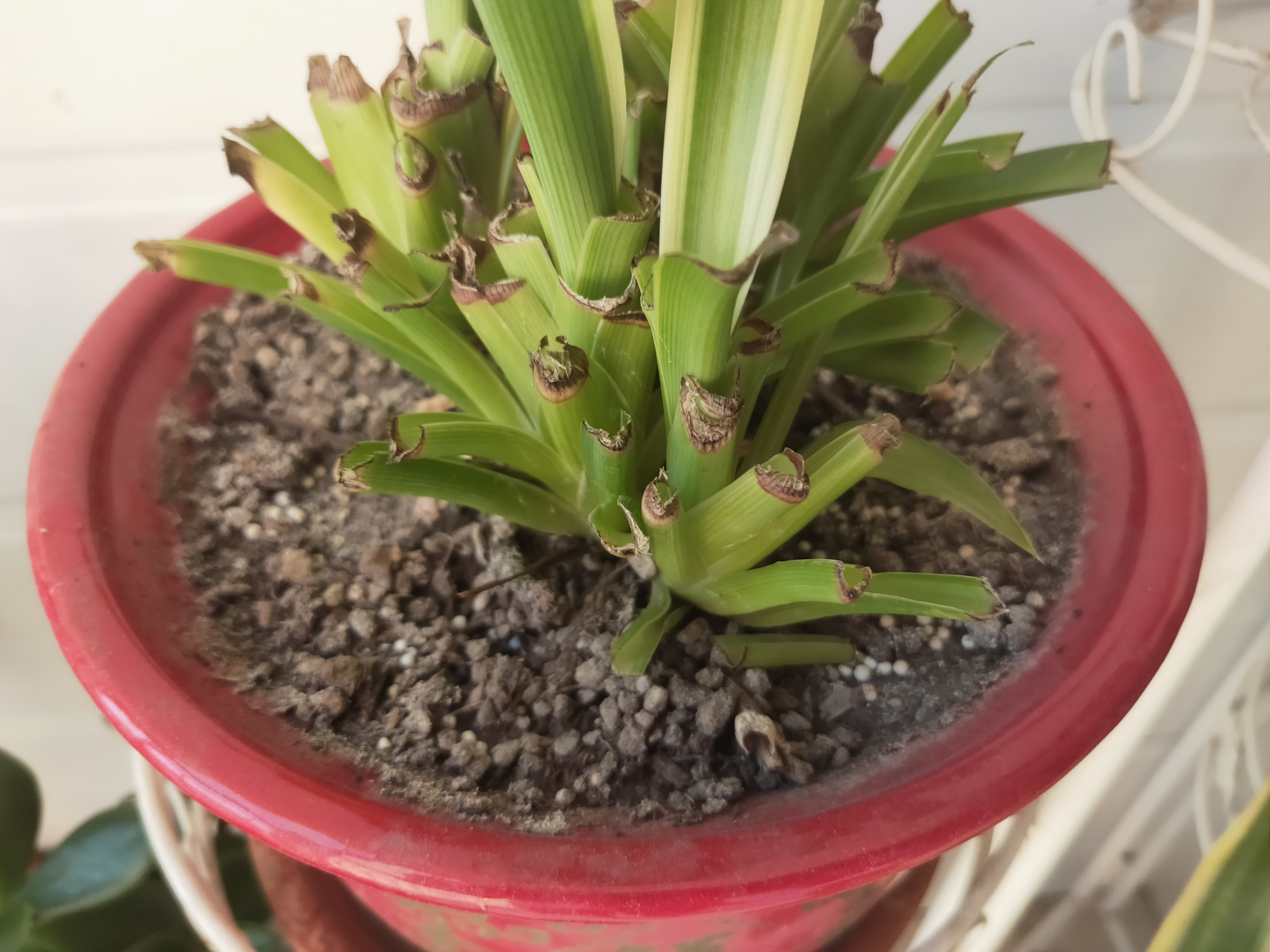 春天养“吊兰”，就得下“狠手”，上、下各剪一刀，呼呼冒新叶！