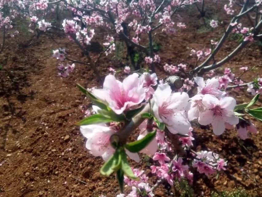 春天的味道,春天的味道歌曲