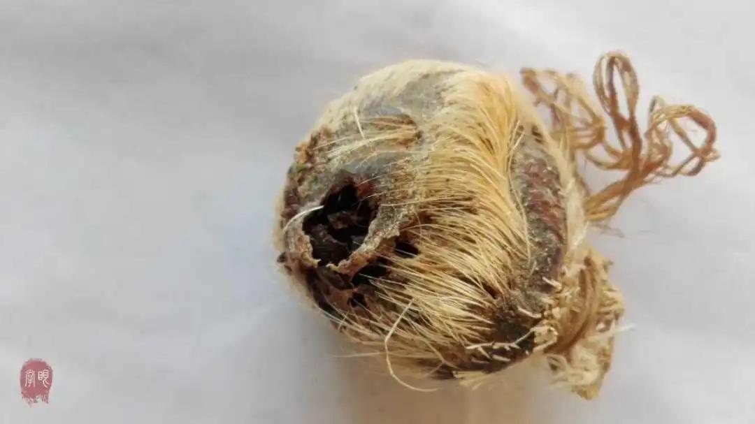 国产最好的药片仔癀,处方药片仔癀被炒到千元一粒