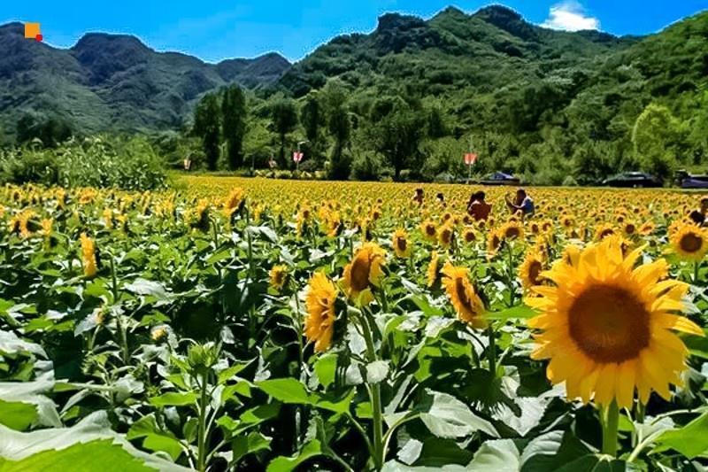 北京赏秋十大打卡地,北京赏秋