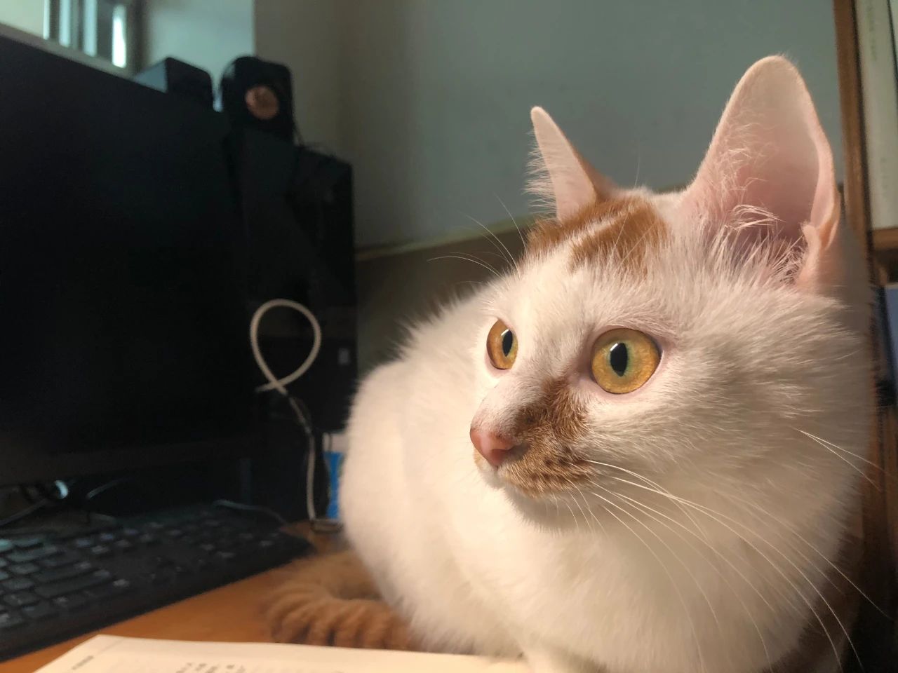 猫跑丢了怎么找回来,猫跑丢了怎么能把它呼唤回来