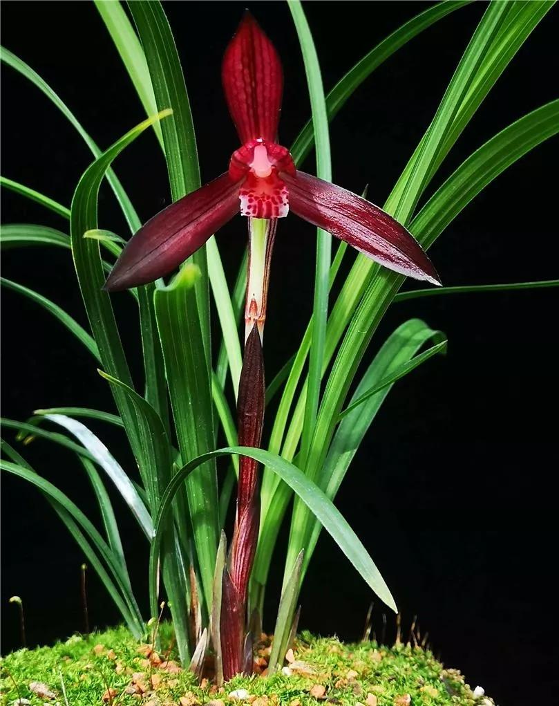 贵州早年下山的一颗血红花春兰，曾千金难买一苗