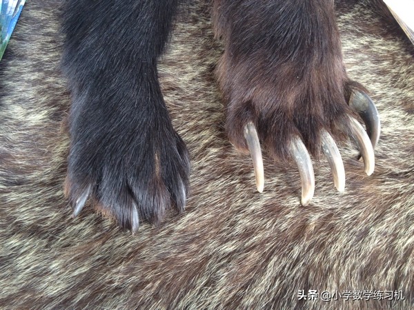 在野外遇到熊该怎么自救,户外遇见熊视频