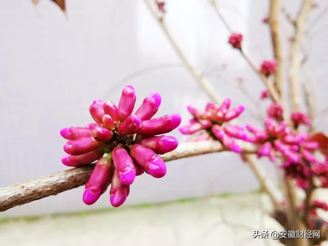 花都开好了现场完整版,花都开好了合唱合拍