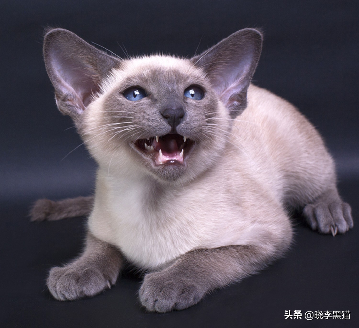 猫的语言有多厉害,猫的语言能力有多强大