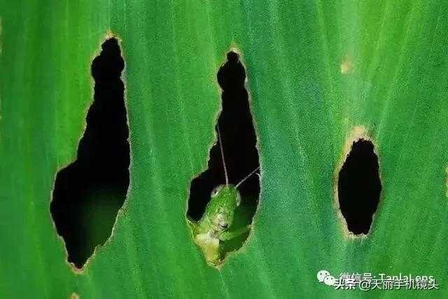 天丽摄影作品集,天丽镜头视频完整版