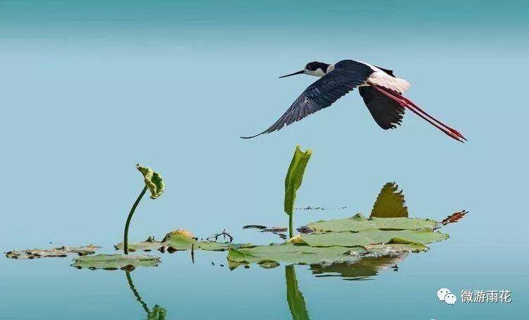 南京三桥湿地生态公园,南京三桥湿地公园