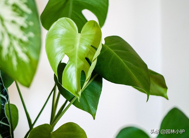 吸甲醛的室内植物排行,植物吸甲醛好还是活性炭吸甲醛好
