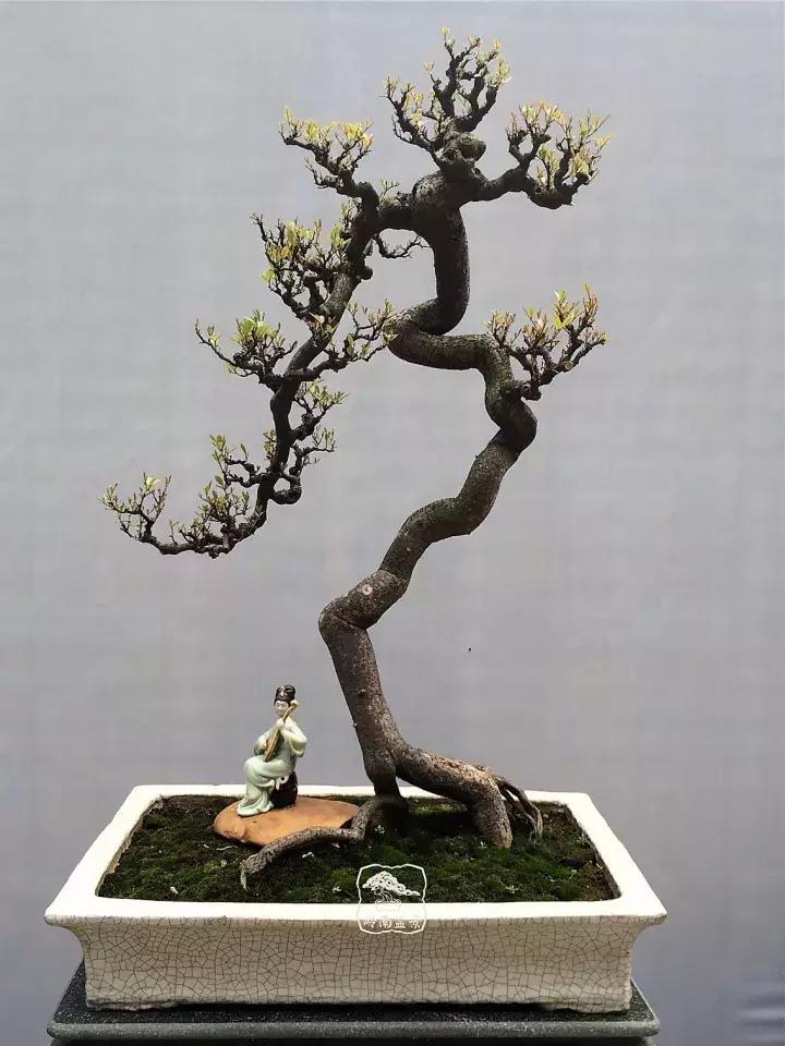 造型极美的盆景一起来欣赏,一组风吹出来的盆景欣赏动感十足