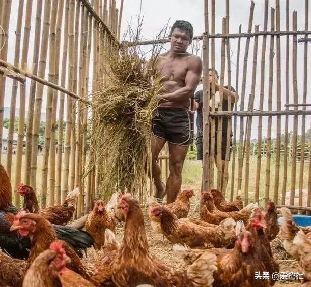 养鸡好挣钱吗,养鸡前景如何