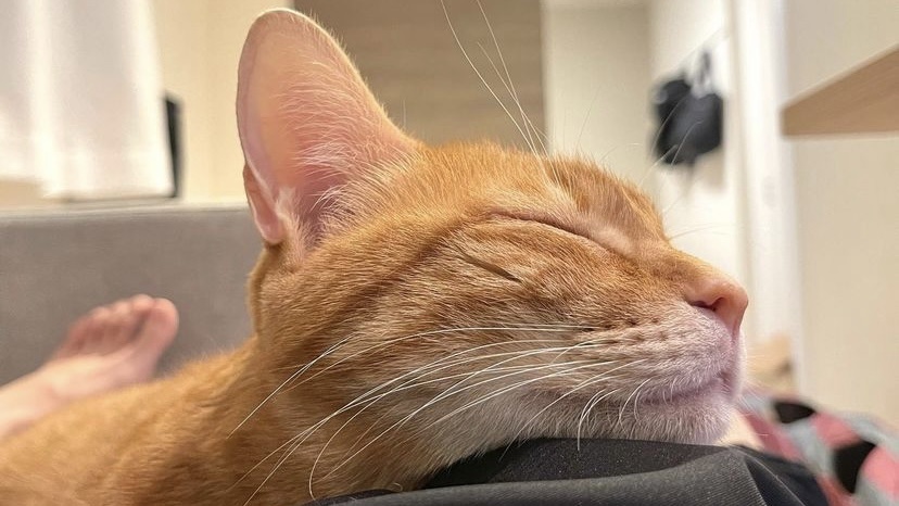 宠物打喷嚏流鼻涕怎么办,宠物打喷嚏鼻子出血