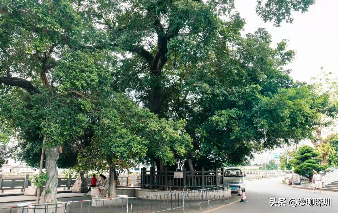 行走深圳歌曲,深圳观澜攻略